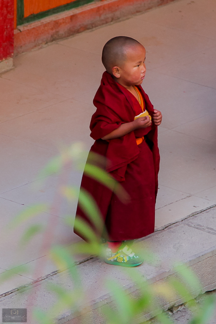Yunnan-88