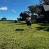 Buongiorno dal Kragga Kamma! Quando i vicini di casa sono… degli struzzi