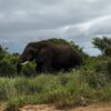 Alla scoperta dell’Addo Elephant National Park: la casa dei “Big 7”
